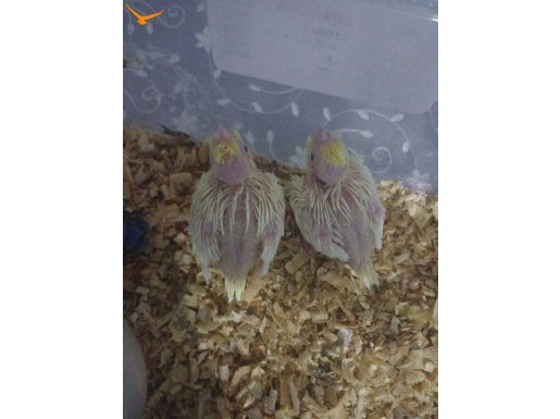 Lutino sultan papağanı yavrulari