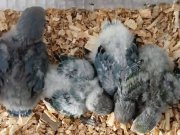 El besleme sevda papağanlari