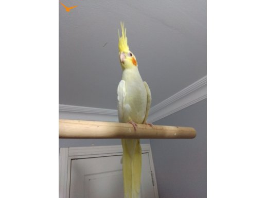 3,5 aylık konuşmaya yatkın yavru sultan papağanı 