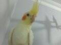 3 aylık yavru  sultan papağanı 
