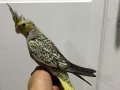 2 aylık yavru sultan papağanı,ele alisik