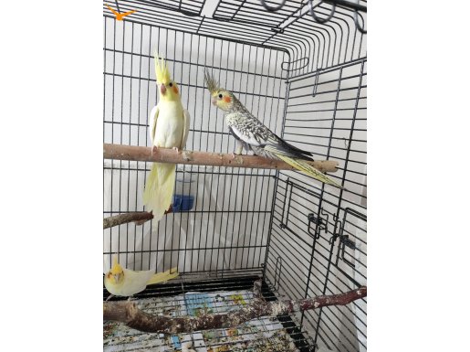 2.5 Aylık Yavru Sultan Papağanı