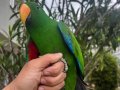 Evraklı Belgeli Evcil Erkek  Eklektus papağanı 