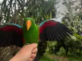 Evraklı Belgeli Evcil Erkek  Eklektus papağanı 