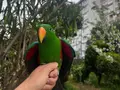 Evraklı Belgeli Evcil Erkek  Eklektus papağanı 