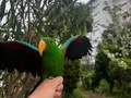 Evraklı Belgeli Evcil Erkek  Eklektus papağanı 