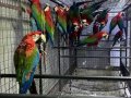 Evraklı Belgeli Macaw Papağanları