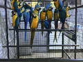 Evraklı Belgeli Macaw Papağanları