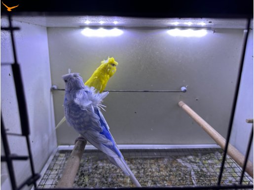 Lutino tepeli erkek, japonese dişi muhabbet kuşu çifti