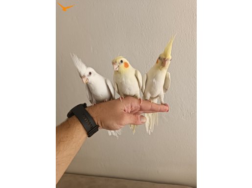 KAYSERİ YENİ YEME DÜŞTÜLER 