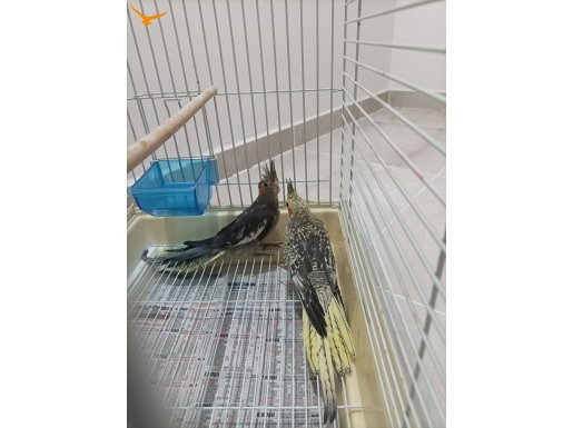 45 Günlük Yeni yeme düşmüş yavru sultan papağanı 