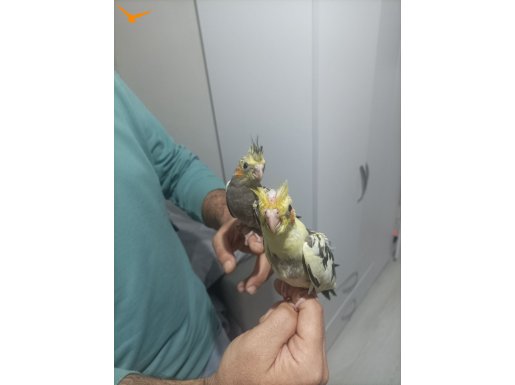 40 günlük yavru sultan papağanı 