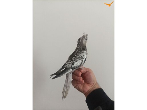 45 günlük yavru ısırması Yok ele alışık eğitime açık yavru 