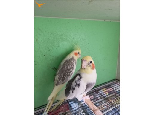 Hazır takımlar daha önce yavru bakmış takımlar ev üretimi 