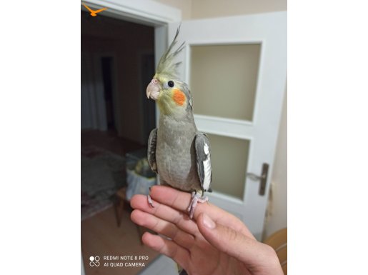 Yavru sultan papağanı (bilgileri açıklamada) 