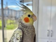 İnci Desenli Tüyü Temiz Ele Alışkın Erkek Sultan Yavrusu