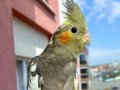 Yavru sultan papağanı (bilgiler açıklamada)
