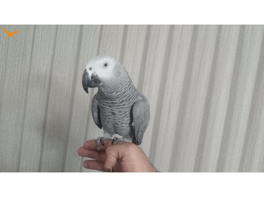 Pırıl Pırıl Tüyleriyle Sosyal Gri Jako: İnsan Canlısı Akıllı Kuş