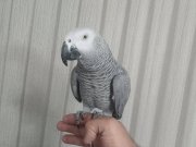 Pırıl Pırıl Tüyleriyle Sosyal Gri Jako: İnsan Canlısı Akıllı Kuş