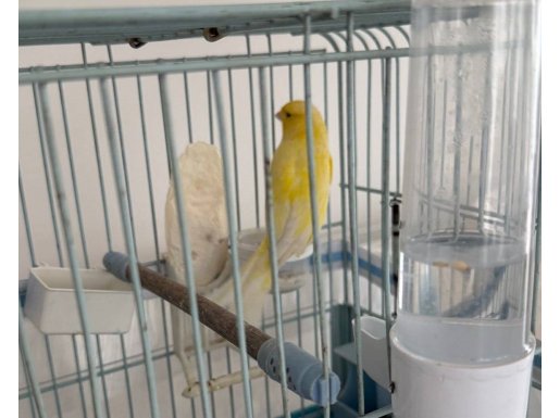 1,5 yaşında sarı lipokrom erkek kafesle beraber 