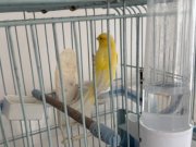1,5 yaşında sarı lipokrom erkek kafesle beraber 