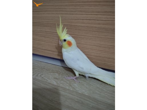 Yavru evcil sultan