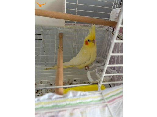 2 aylık alıştırmalık yavrumuz görücüye çıkmıştır 