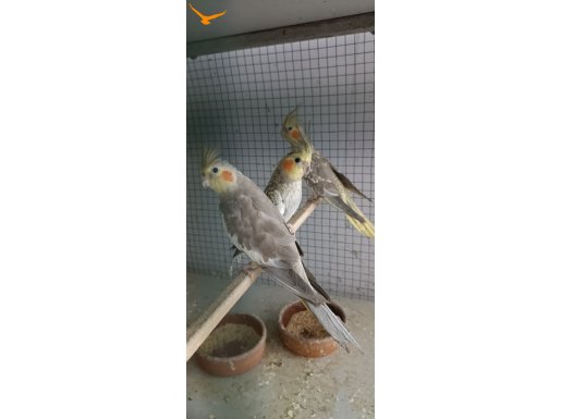 Üreticiden yavru, yetişkin, garanti eş, yeni eşleme. 