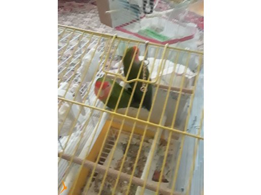 1 yaşında birbirine uyumlu sağlıklı cennet paganlarım