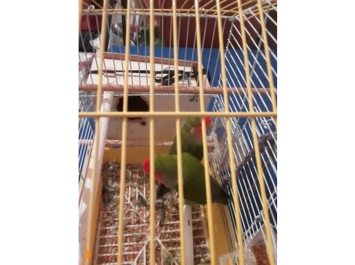 Sağlıklı birbirine uyumlu eğitime açık sevda papaganlarım