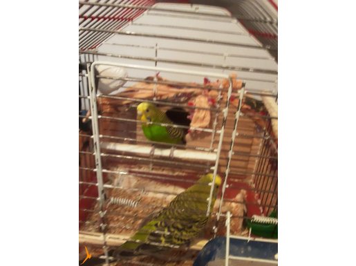 Birbirlerine uyumlu sağlıklı yetişkin çift muhabbet kuşları