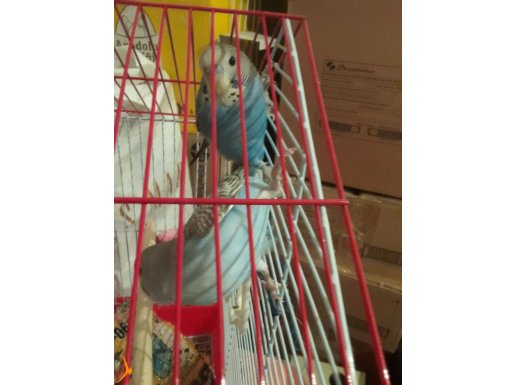 3 aylık sağlıklı 4 tane muhabbet kuşlarım verilecektir