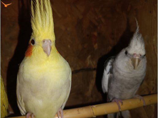 Satılık çift Sultan ve cennet papağanları 