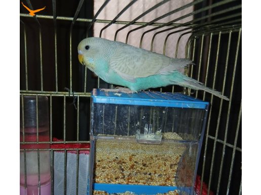 6 aylık muhabbet kusu