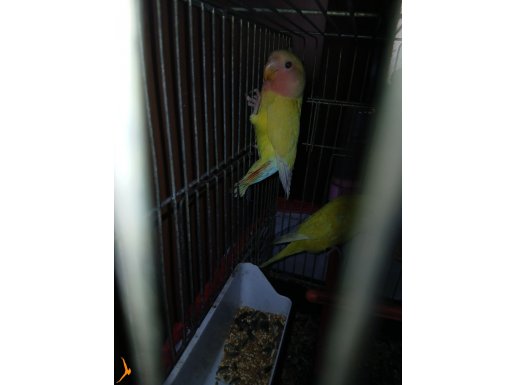 Erkek sevda papaganı