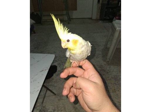 2 aylık yeni yeme düşen Sultan papağanı 