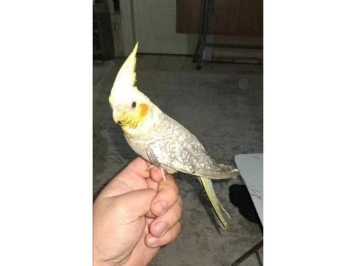 4 aylık Sultan papağanı dişi 