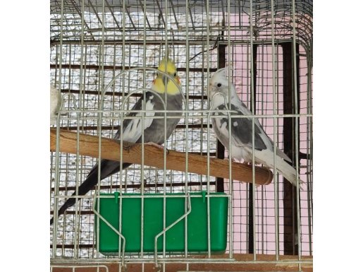 Grey whiteface çift sultan papağanı 