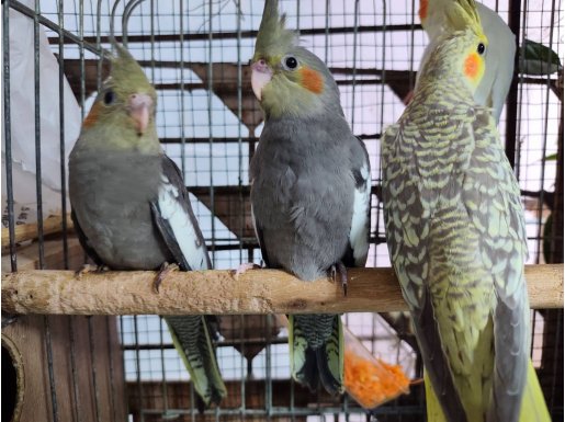 Yeni yeme düşmüş sultan papağanı 