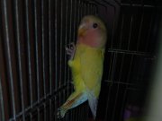 Erkek sevda papaganı