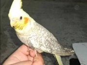 4 aylık Sultan papağanı dişi 