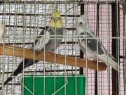 Grey whiteface çift sultan papağanı 
