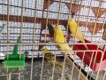 Toplu muhabbet kuşu 