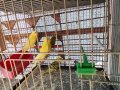 Toplu muhabbet kuşu 