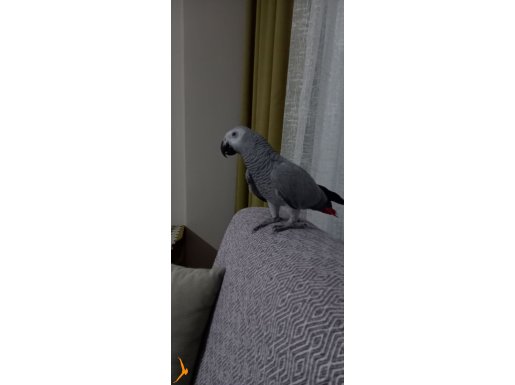 1 Yaşında Çok Kaliteli Konuşan Jako