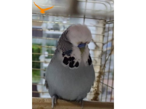 Muhabbet kuşları kendi uretimimizdir