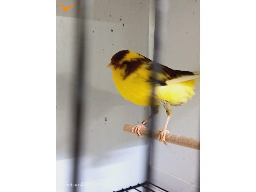 Sahibinden Üretim Ötüm Kanaryaları