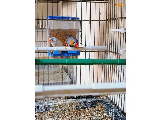 Sahibinden Üretim Farklı Cinslerden Finchler