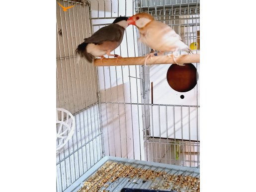 Sahibinden Farklı Renklerden  Finch (İspinoz) Kuşları