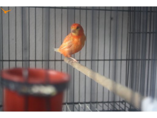 Sahibinden Farklı Cinslerden Ötüm Kanaryaları